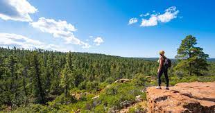 Land near Mogollon Rim. Easy to build. Power & Roads nearby. Only $99 Down.