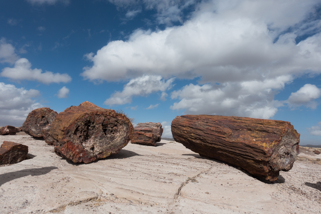 PetrifiedForest1