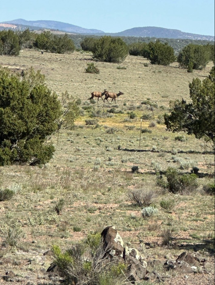 Elk in Juniper Ranch